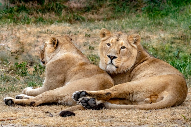Odpoczynek samca i samicy lwa