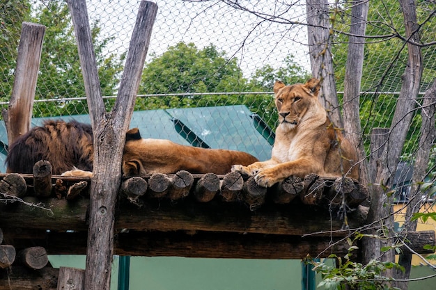 Odpoczywająca lwica odpoczywająca w zoo