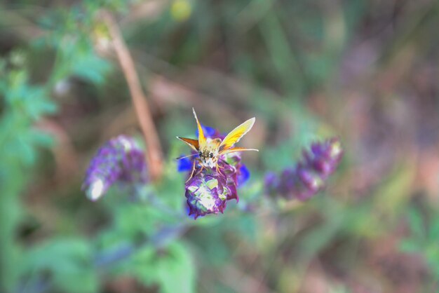 Odważny żółty motyl z rodziny Cerambycidae chowający się za kwiatem przed fotografem w ciepły letni daybokeh