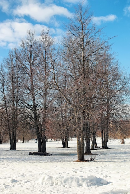 Odwilż drzewo krajobrazu śnieżnego