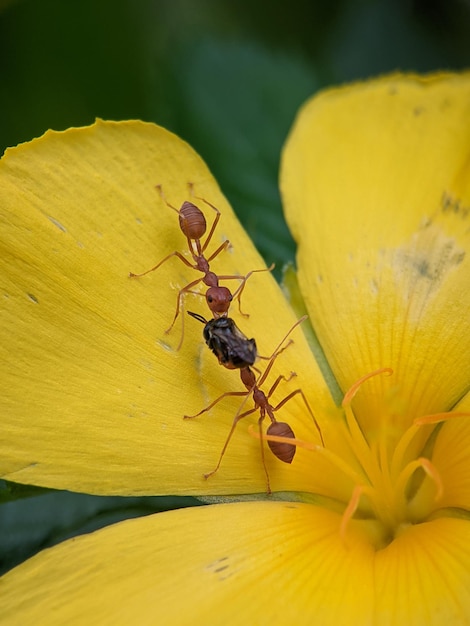 Oecophylla smaragdina szuka jedzenia na żółtych kwiatach