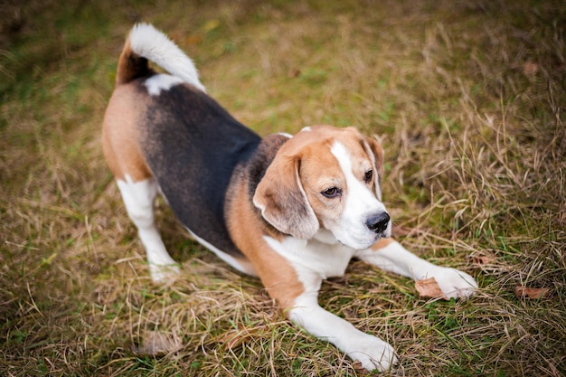 Ogar Beagle na spacerze po jesiennym parku