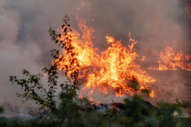 Ogień i gęsty dym w lesie. Pożar w lesie z powodu nieostrożnego obchodzenia się z ogniem