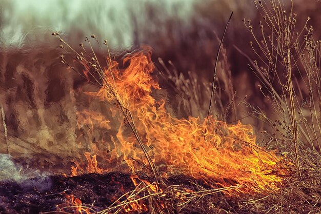 ogień na polu / ogień w suchej trawie, płonąca słoma, żywioł, pejzaż, wiatr