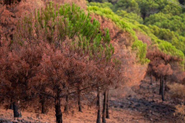 Ogień w sierra de mijas