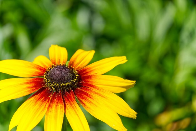 Ognisko Rudbeckia