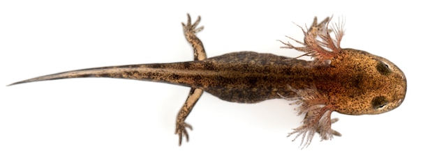 Ognista larwa salamandra pokazująca zewnętrzne skrzela