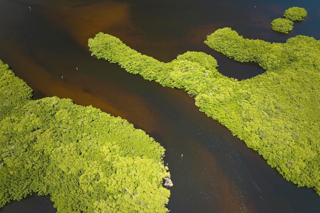 Ogólny widok bagien Everglades z zieloną roślinnością między wlotami wody Naturalne siedlisko wielu gatunków tropikalnych na terenach podmokłych Florydy