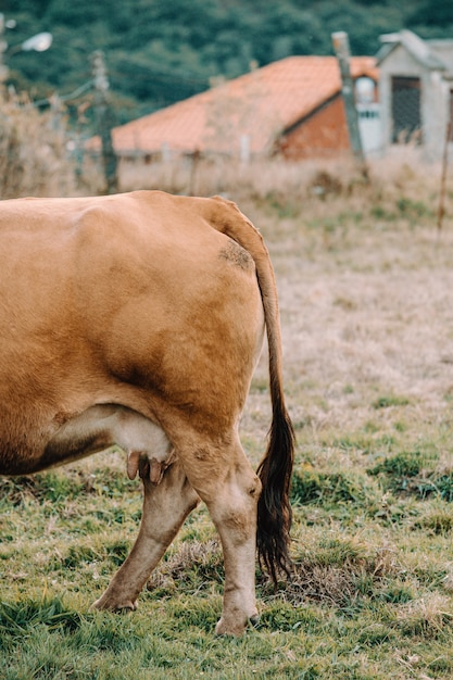 Ogon i wymiona brązowej krowy