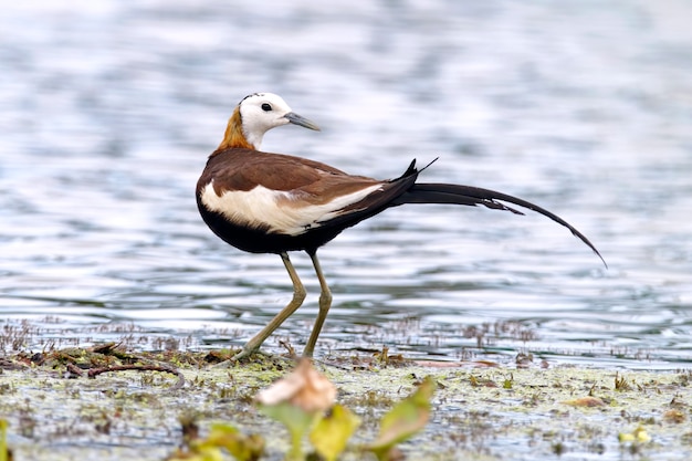 Ogoniasty Bażant Jacana Hydrophasianus Chirurgus Piękni Męscy Ptaki Tajlandia