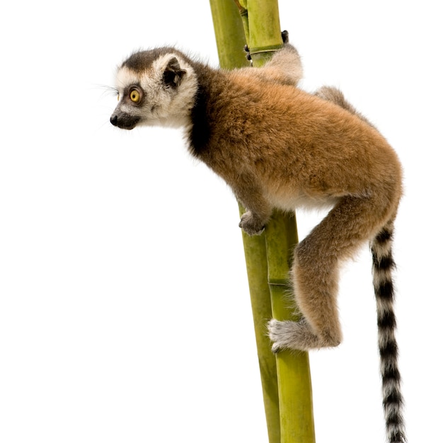 Ogoniasty lemur, lemura catta na bielu odizolowywającym