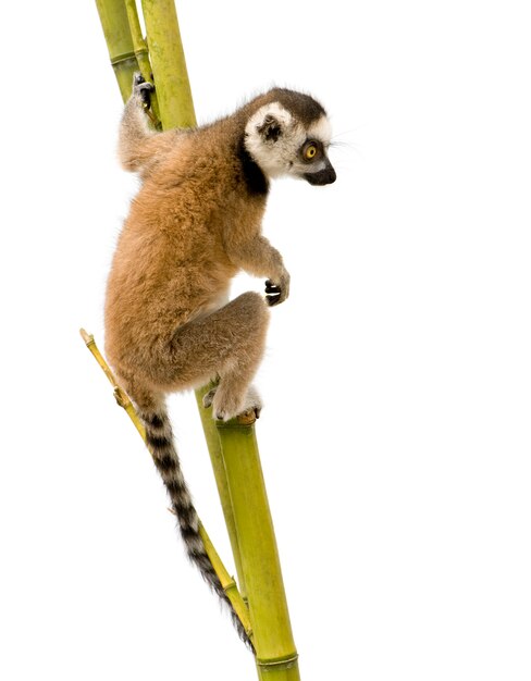 Ogoniasty lemur, lemura catta na bielu odizolowywającym