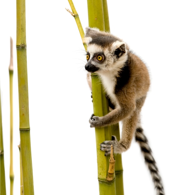 Ogoniasty lemur, lemura catta na bielu odizolowywającym