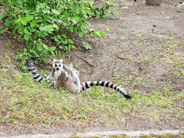 Ogoniasty lemur siedzi i bawi się w parku