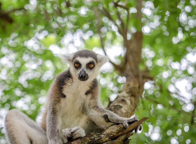 Zdjęcie ogoniasty lemura lub lemura catta obsiadanie na gałąź z zielonym bokeh tłem.