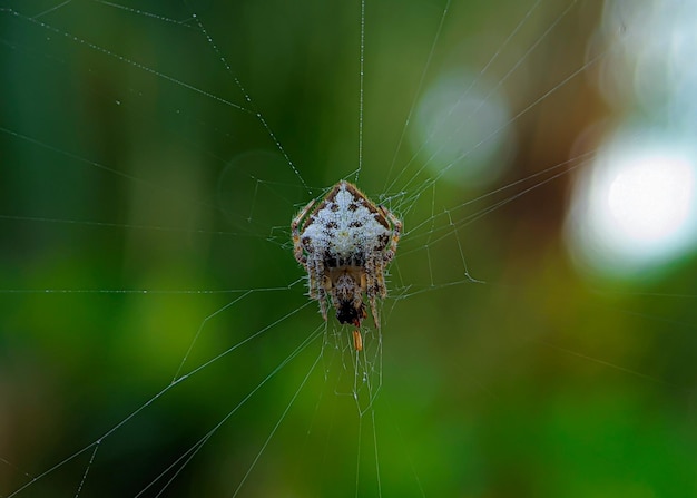 Ogoniasty OrbWeaver Pająk Eriovixia sp Araneidae Rodzina Aranaea Zamówienie