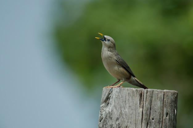 Ogoniasty szpaczka ptak stoi na gałąź w naturze, Tajlandia (Sturnus malabaricus)