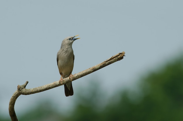 Ogoniasty szpaczka ptak stoi na gałąź w naturze, Tajlandia (Sturnus malabaricus)