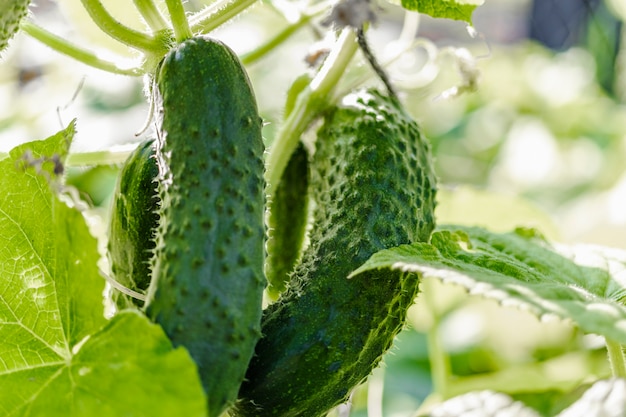 Ogórki ogrodowe na krzaku. Pikantne warzywa w gospodarstwie. Produkty bez GMO.