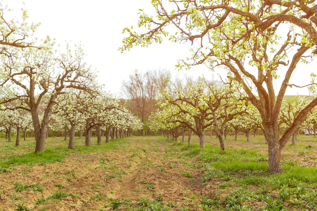 Ogród Apple Z Kwitnącymi Drzewami