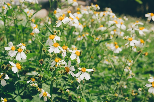 Ogród Bidens Pilosa Kwiat