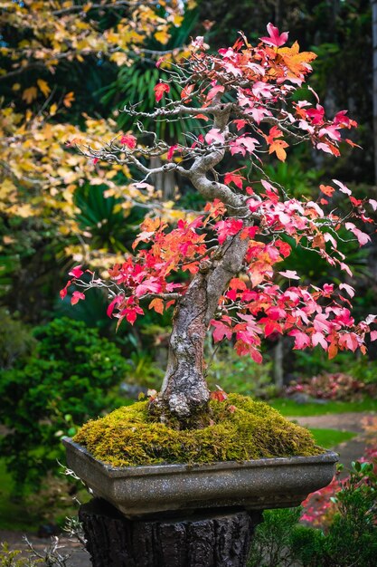 Zdjęcie ogród bonsai w tajlandii piękne małe drzewa bonsai z zielonymi liśćmi