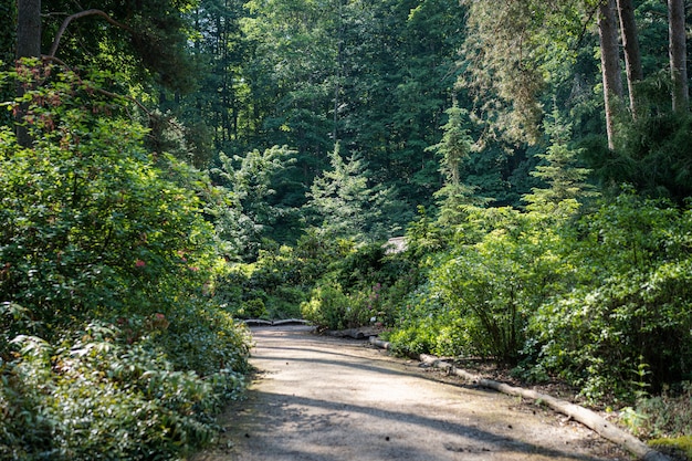 ogród botaniczny i piaszczysta ścieżka