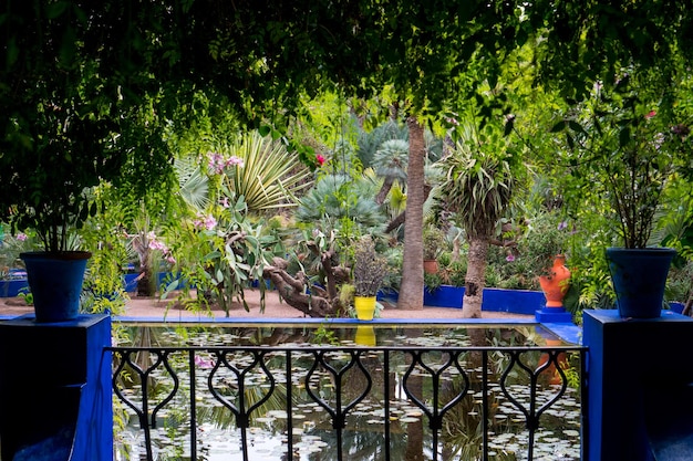 Ogród botaniczny Jardin Majorelle lub Ogród Majorelle w Marrakeszu pełen palm i kaktusów