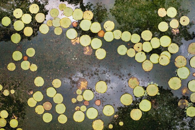 Zdjęcie ogród botaniczny na rajskiej wyspie mauritius. piękny staw z liliami. wyspa na oceanie indyjskim.