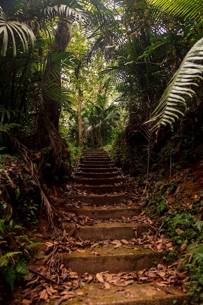 Ogród Botaniczny w Bedugul, Bali, Indonezja