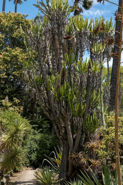 Ogród botaniczny w Lizbonie