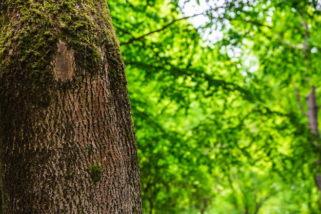 Ogród botaniczny w Mińsku