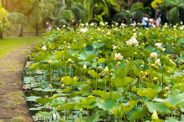 Ogród botaniczny w Pamplemousses na Mauritiusie. Staw w ogrodzie botanicznym Mauritiusa.