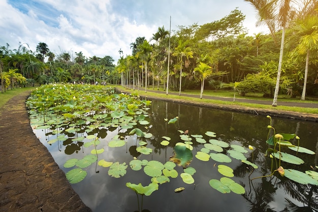 Ogród botaniczny w Pamplemousses na Mauritiusie Staw w ogrodzie botanicznym na Mauritiusie.