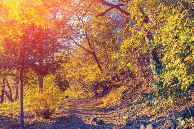 Ogród botaniczny w Tbilisi o zachodzie słońca Gruzja