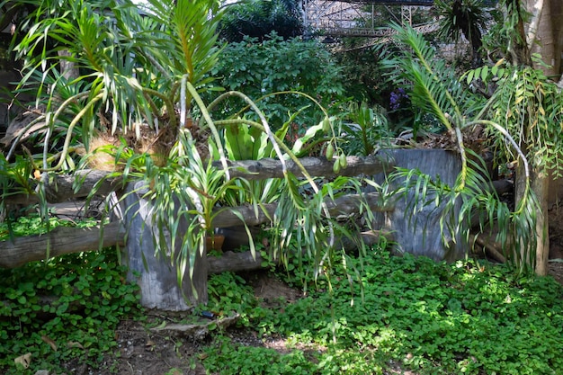 Ogród botaniczny zielone gałęzie doniczki