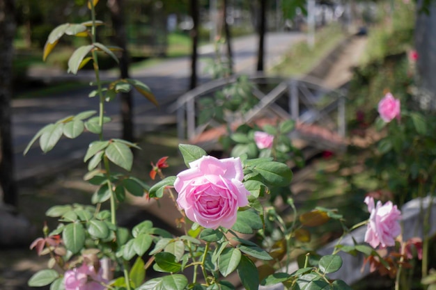 Ogród botaniczny zielone gałęzie doniczki