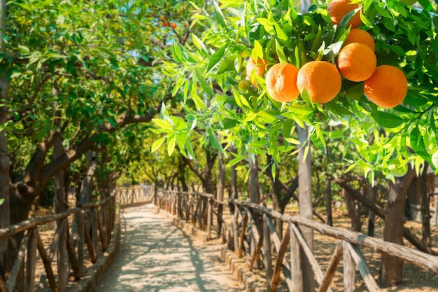 Ogród drzew mandarynkowych