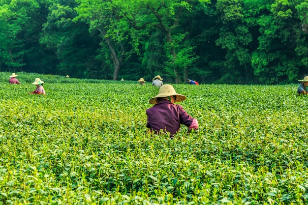 Ogród herbaciany Longjing, Hangzhou, West Lake