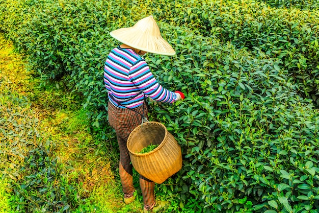 Ogród herbaciany Longjing, Hangzhou, West Lake