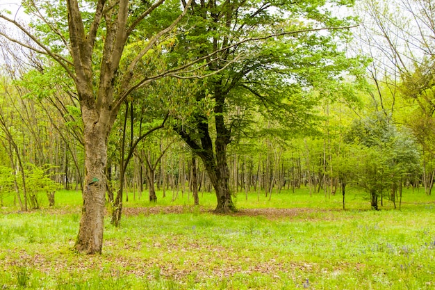 Ogród I Park, Ogród Botaniczny Zugdidi W Gruzji. Ogród Wiosenny.