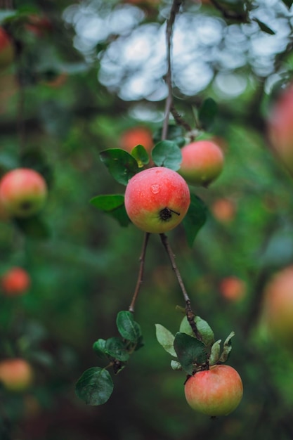 Ogród jabłkowy z jabłkami i zielonymi liśćmi