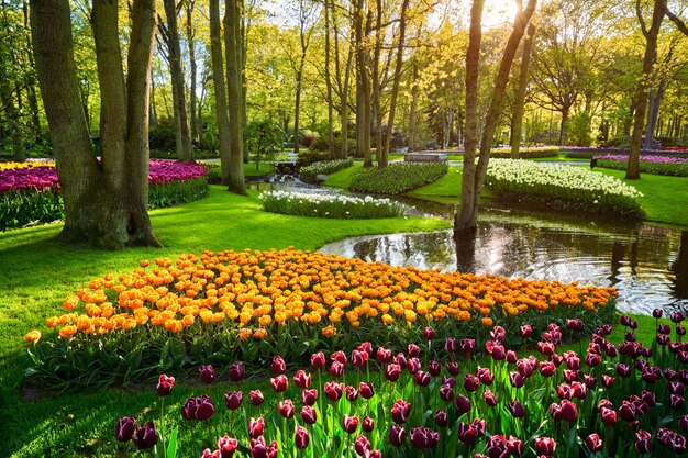 Ogród kwiatowy Keukenhof Lisse Holandia