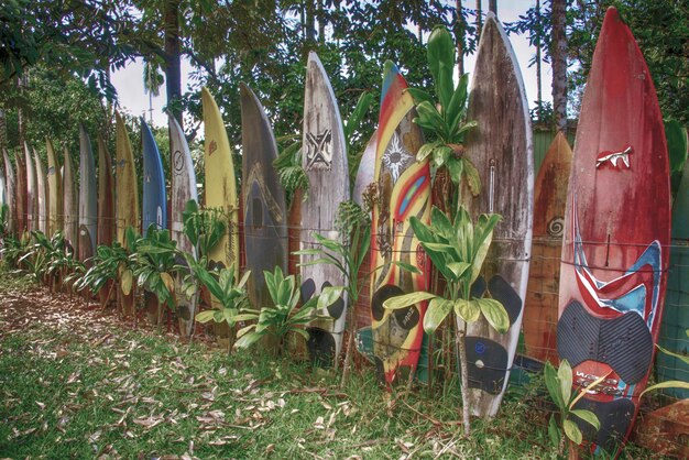 Zdjęcie ogród na desce surfingowej w paia maui na hawajach