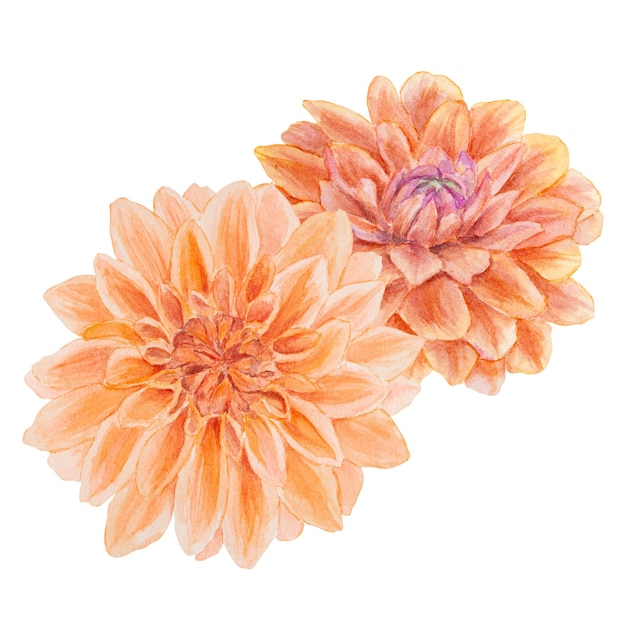 Ogród pomarańczowy dahlia akwarela ilustracja ręcznie narysowany malarstwo botaniczne szkic kwiatowy kolorowy klipart kwiatowy na lato lub jesieni projekt zaproszeń ślubnych odbitki pozdrowienia sublimacja tekstylna