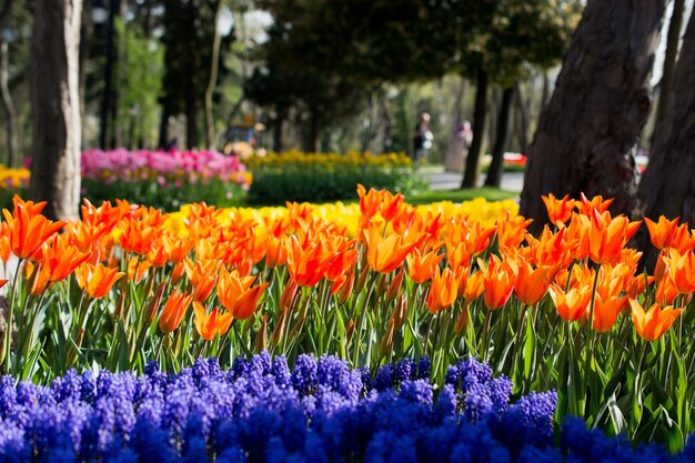 Ogród tulipanów na wiosnę