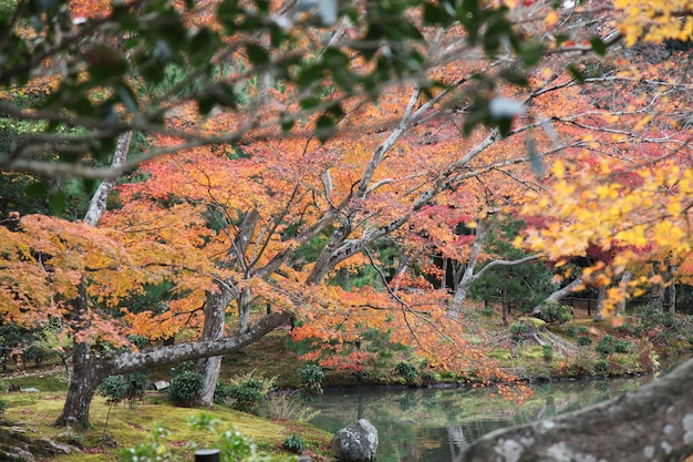 Ogród w Kioto w Japonii