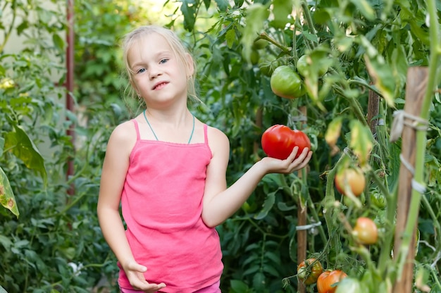 Ogród warzywny - uroczy ogrodnik ze zbiorami dojrzałych pomidorów