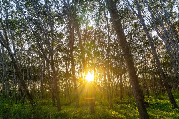 Ogród z drzewami kauczukowymi Guma lateksowa Plantacja kauczuku i drzewa kauczukowe w południowej Tajlandii