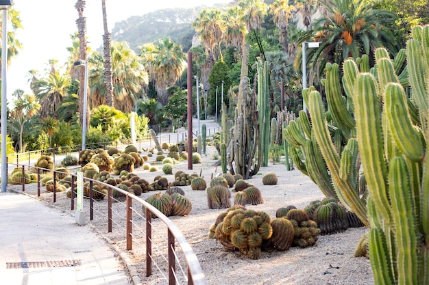 Zdjęcie ogród z różnymi kaktusami krajobraz z pięknymi kaktuszami i palmami